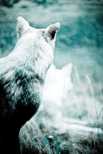 Grey Wolves on N. Saskatchewan River